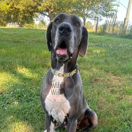 Paisley - Great Dane