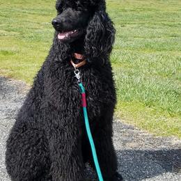 Bernese Mountain Dog and Poodle All Grown Up from Creekside Canine Companions