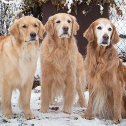 Golden Retrievers from Supersweet Golden Retrievers