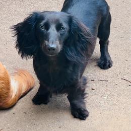 Violence - Dachshund