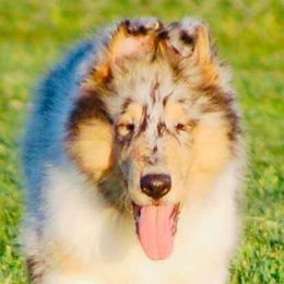 Collies, Flat-Coated Retrievers, and Shetland Sheepdogs from Enclave