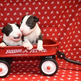 Female - Brindle female Miniature Bull Terrier puppy in Fontana, California from JLB Beagles & MBT