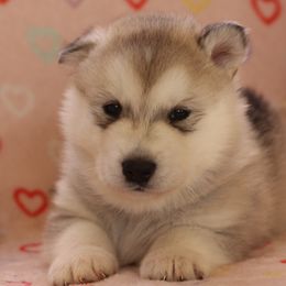Dark purple collar girl - Sable and white Alaskan Malamute puppy in Grayson County, Virginia from River Bend Malamutes