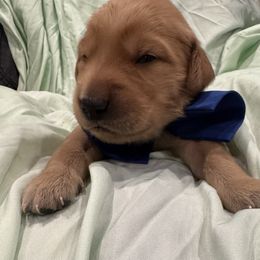 Buzz Light Year:Blue Collar - Dark golden male Golden Retriever puppy in Monterey, Tennessee from Lawson’s Green Acres Goldens and Doodles
