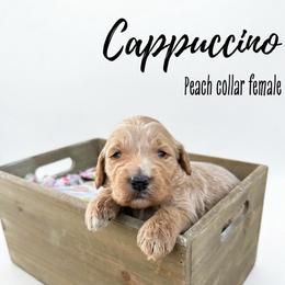 Cappuccino - Apricot female Goldendoodle puppy in Taylorsville, North Carolina from Doggone Dixie Doodles