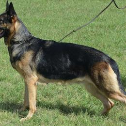 Micky - German Shepherd
