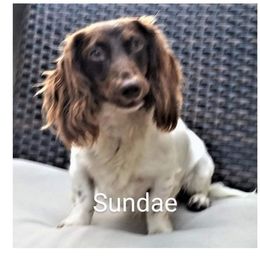 Sundae - Dachshund