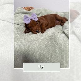 Lily - Red  female Goldendoodle puppy in Las Vegas, Nevada from Bridges Goldendoodles