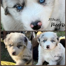 (2) Wattle - Blue merle male Miniature Australian Shepherd puppy in Huntington, Texas from JKKJ Farms