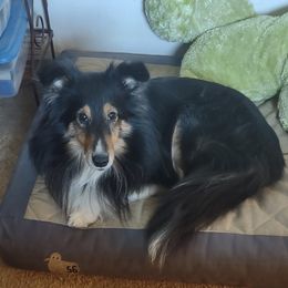 Shetland Sheepdogs from Faith Shelties