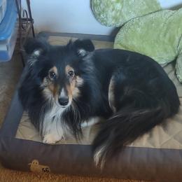 Shetland Sheepdogs from Faith Shelties