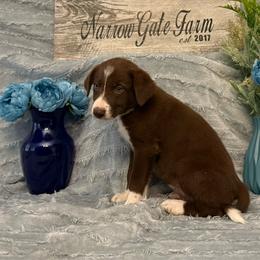 Dusty - White and red male Border Collie puppy in Moody, Texas from Narrow Gate Farm