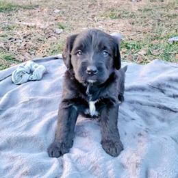 Goldendoodle Puppies from Southern Star Goldendoodles