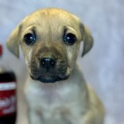 Dr Pepper - Yellow Black Mouth Cur puppy in Warsaw, Missouri from Heritage Cow Dogs
