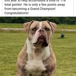 Alapaha Blue Blood Bulldog and French Bulldog Puppies from Eclipse Alapaha Kennels