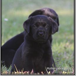 Labrador Retriever Puppies from Mythic Labradors, LLC