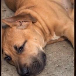 Moose - Fawn male Perro de Presa Canario puppy in Madison, Ohio from Joshua's Perro de Presa Canario