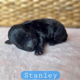 Stanley - male Cavapoochon puppy in Bullard, Texas from Cavapoochon Central LLC