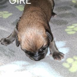 Apricot Girl - Apricot female Mastiff puppy in Uhrichsville, Ohio from Angela's Mastiffs