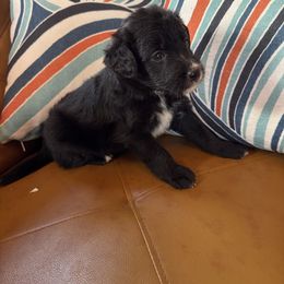 Cowboy - Black male Bordoodle puppy in Winnsboro, Texas from Pecan Grove Pups