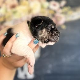Peppermint - Black male Chinese Shar-Pei puppy in Lehigh Acres, Florida from Florida Wrinkles