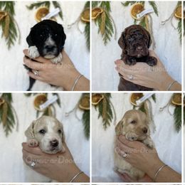Goldendoodle Puppies from Owen-a-Doodle