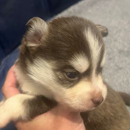 Pablo Pawcasso - Chocolate male Pomsky puppy in Fredericksburg, Texas from Southern Poms of Texas