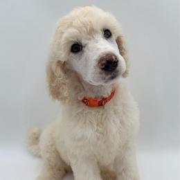 Sprinkles - Cream female Poodle puppy in Otto, North Carolina from Wild Suns Farm