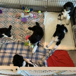Poodle Puppies from RomLein Poodle
