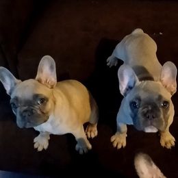 French Bulldog Puppies from Goodly's Frenchies!!