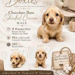 Rhett - 3000 - Chocolate based shaded cream - Cream male Dachshund puppy in Biloxi, Mississippi from Southern Doxies Ms