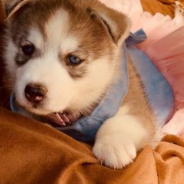 Maki - Black tan and white female Siberian Husky puppy in Atlanta, Georgia from Lobban Huskies