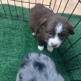 Chase - Red & white male Miniature Australian Shepherd puppy in Reidsville, North Carolina from Cherry Grove Kennel