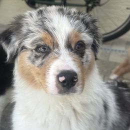 Girl 3 - Blue merle Australian Shepherd puppy in Port Orange, Florida from Steadfast Australian Shepherds