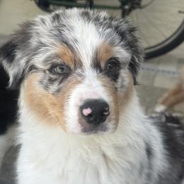 Girl 3 - Blue merle Australian Shepherd puppy in Port Orange, Florida from Steadfast Australian Shepherds