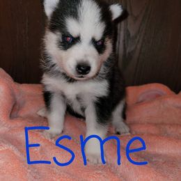 Pomsky Puppies from Paw-lenty of Pomskies