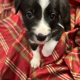 Border Collie Puppies from Poteet Pups
