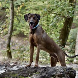 Felon - Rhodesian Ridgeback