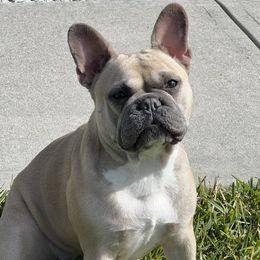 Millie - French Bulldog