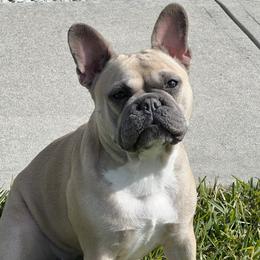 Millie - French Bulldog