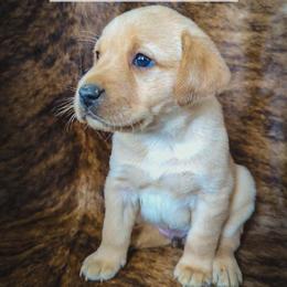 August - Yellow male Labrador Retriever puppy in Wyalusing, Pennsylvania from Cooley’s Labradors Retrievers