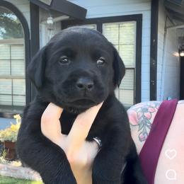 Gray Collar - Black male Labrador Retriever puppy in Galt, California from On My Side Kennels