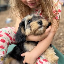 Pepper - Black and tan female Cockapoo puppy in Birdsboro, Pennsylvania from Cooper Family Cockapoos