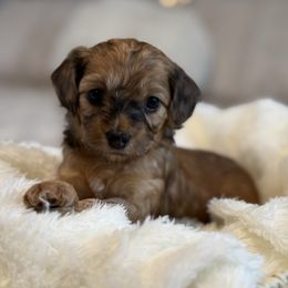 Skittles - Sable female Cockapoo puppy in Morehead, Kentucky from Critter Springs Farm