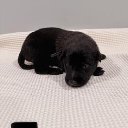 Black - Black sable male Belgian Malinois puppy in Muskegon, Michigan from Red Acres Working Line K9s