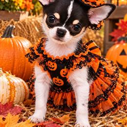 Witta - Black and white female Chihuahua puppy in Robeline, Louisiana from Cane River Chihuahuas