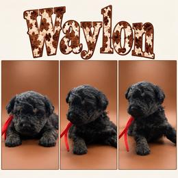 Waylon - Black male Poodle puppy in Live Oak, Florida from Grams Poodle Babies