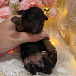 Isabella - Phantom female Poodle puppy in Poplarville, Mississippi from Southern Belle Poodles
