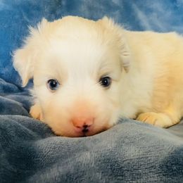 Boy 2 - Yellow male Miniature Australian Shepherd puppy in Randleman, North Carolina from Deep River Aussies