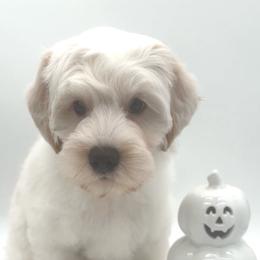 Denim - Cream male Australian Labradoodle puppy in Denton, Texas from Dignity Labradoodles